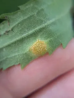 Puccinia dioicae thumbnail 1