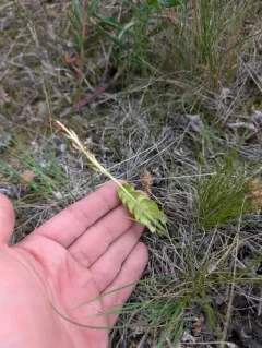 American moonwort thumbnail 2