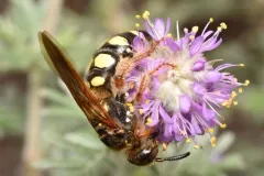 Eight-spotted Scoliid Wasp thumbnail 1