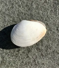 Pointed Macoma thumbnail 3
