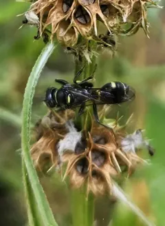 Lestiphorus cockerelli thumbnail 2