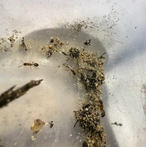 Provancher's Guest Ant
