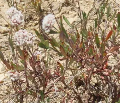 Slender Buckwheat thumbnail 2