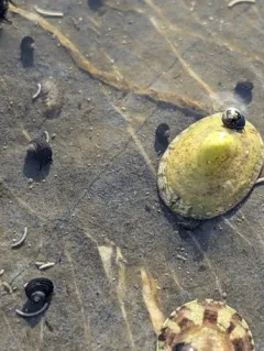 Boreal limpet thumbnail 1