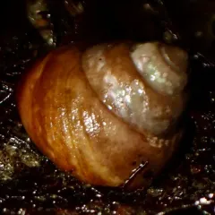 Brown Tegula thumbnail 2