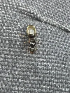 Lasius ponderosae thumbnail 2