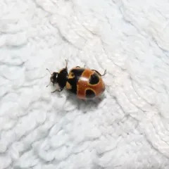 Hieroglyphic Lady Beetle thumbnail 2