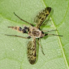 Lesser Variegated Snipe Fly thumbnail 2