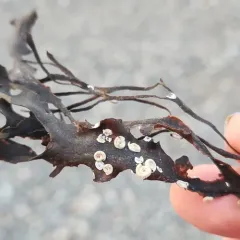 Coil Worm thumbnail 3