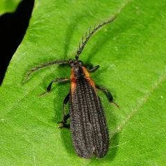 Leptoceletes basalis thumbnail 2