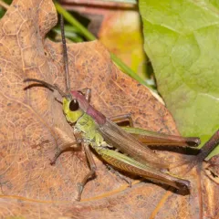 Marsh meadow grasshopper thumbnail 1