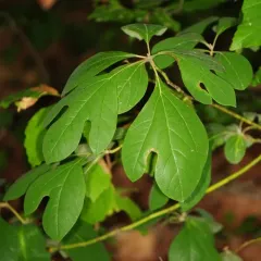 sassafras thumbnail 4