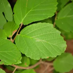 american witch-hazel thumbnail 2