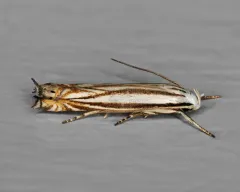 Polyhymno Moth thumbnail 2