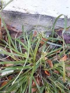 Japanese Flatsedge thumbnail 2