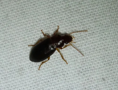 Ophonus puncticeps