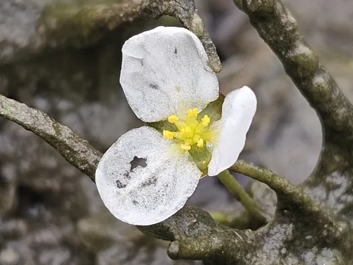 Narrow-leaved Arrowhead
