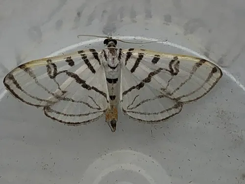 Zebra Conchylodes Moth