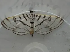 Zebra Conchylodes Moth thumbnail 1