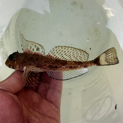 Spotfin Sculpin