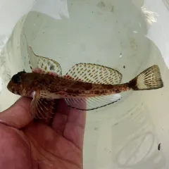 Spotfin Sculpin thumbnail 1