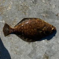 Petrale Sole thumbnail 2