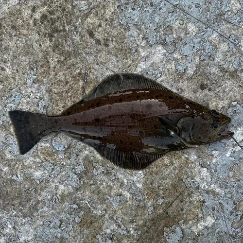 Arrowtooth Flounder