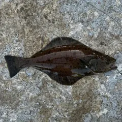Arrowtooth Flounder thumbnail 1