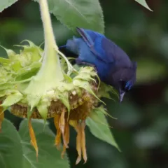 Steller's Jay thumbnail 2