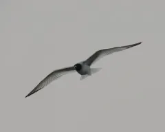 Swallow-tailed Gull thumbnail 2