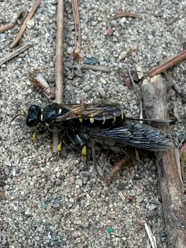 Crabro monticola