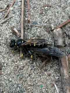 Crabro monticola thumbnail 1