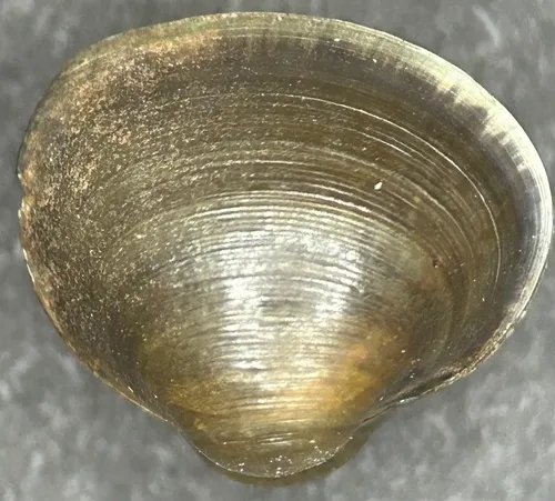 pond fingernailclam