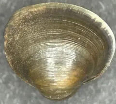 pond fingernailclam thumbnail 1