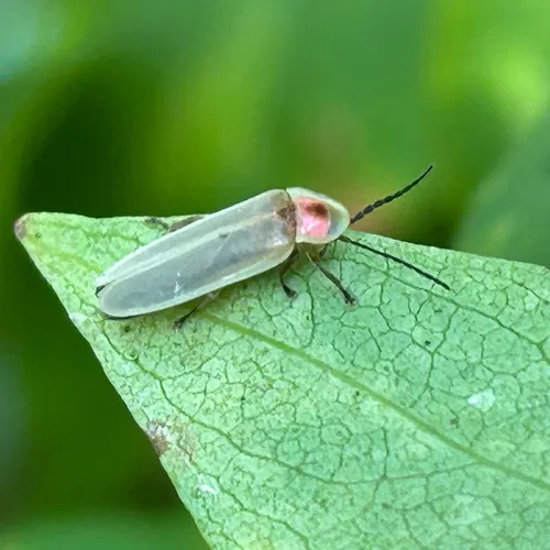 Little Gray Firefly