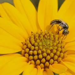 Bequaert's Fairy Bee thumbnail 3