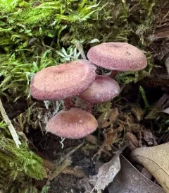 Purple-edged Lute thumbnail 1
