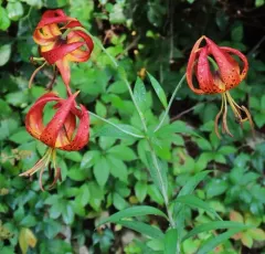 Turk's-cap lily thumbnail 1