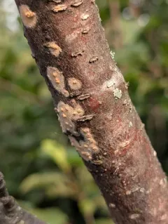 Rosy Crust thumbnail 2