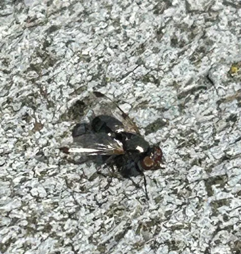 Euxesta pechumani