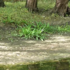 swamp dock thumbnail 3