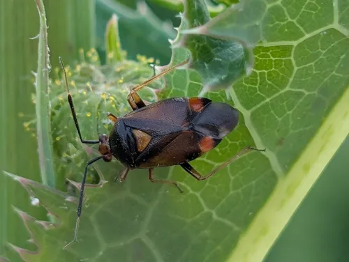 red-spotted plant bug