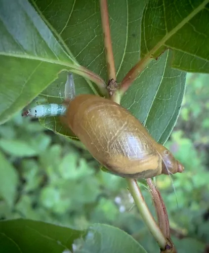 Leucochloridium paradoxum