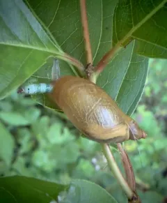 Leucochloridium paradoxum thumbnail 1