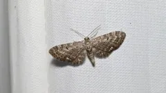 Eupithecia borealis thumbnail 1