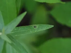Pegomya depressiventris thumbnail 4