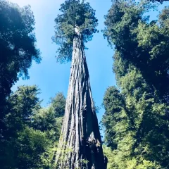 coast redwood thumbnail 4