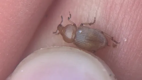 Emphyastes fucicola
