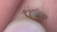 Emphyastes fucicola thumbnail 1