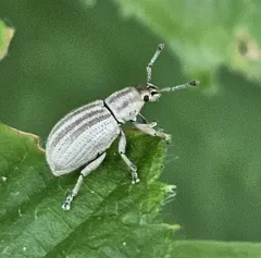 Aphrastus taeniatus thumbnail 2